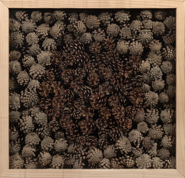 Pinecones - Assemblage by David Risk Kennard
