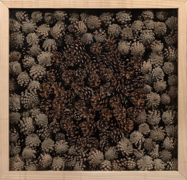 Pinecones - Assemblage by David Risk Kennard